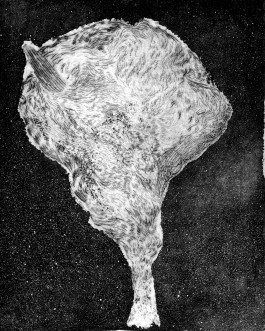 Teres Bartůňková